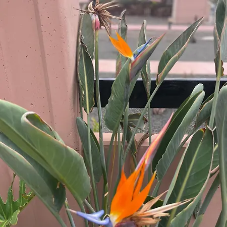 Sun & Exclusive Stars View لا أوليفا