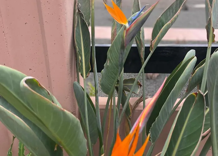 Sun & Exclusive Stars View لا أوليفا